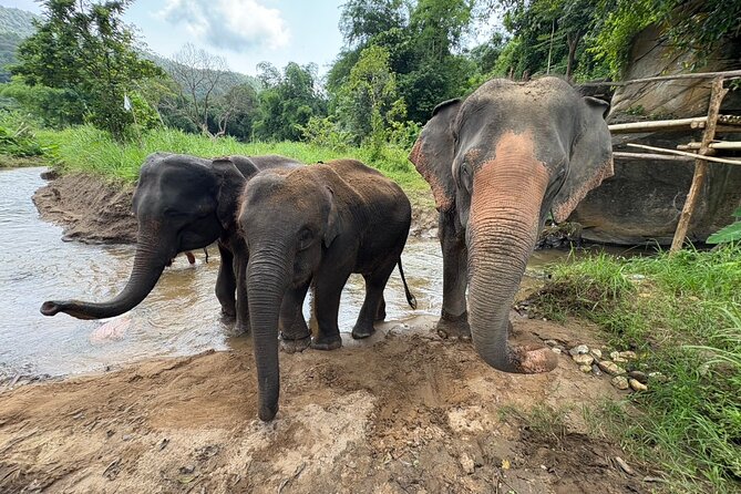 Chiangmai Half Day Visit and Wildlife Experience - What to know before the 8:00 am start