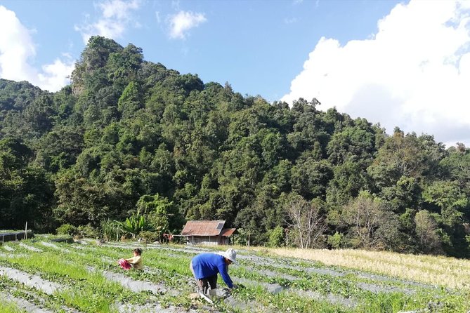Doi Inthanon Day Trip:Twin Pagodas,Soft Hiking,Coffee Plantation - Hill villages, fields, and the limits of a group tour