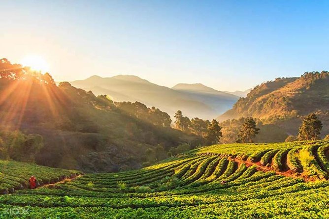 Doi Inthanon Discovery Tour: Waterfalls, Villages & Highest Peak - A Hmong market with a local food angle