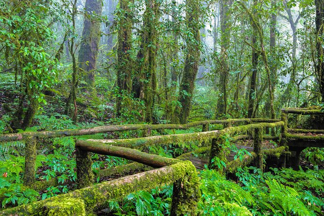 Doi Inthanon National Park, Waterfall & Royal Project Day Tour From Chiang Mai - Sirithan Waterfall and the quieter forest mood
