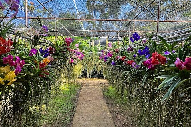 Doi Suthep Temple, Pha Lat Temple, Sticky Waterfall, Orchid farm - Which guide style suits this tour