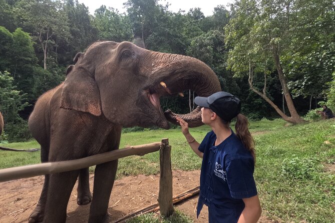 Elephant care program at CHIANGMAI ELEPHANT CARE - Key points to know before booking