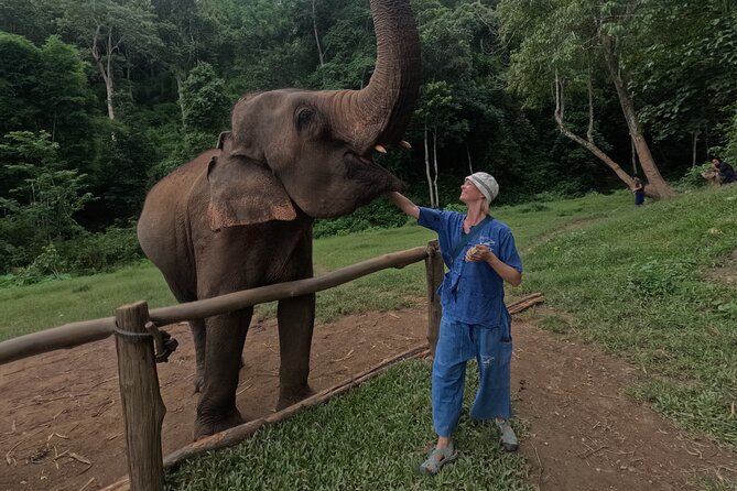 Elephant care program at CHIANGMAI ELEPHANT CARE - The 1.5-hour drive from Chiang Mai