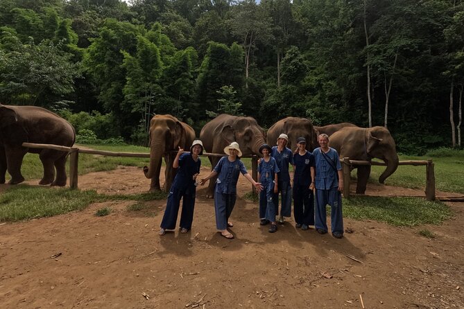 Elephant care program at CHIANGMAI ELEPHANT CARE - Learning how elephants are cared for