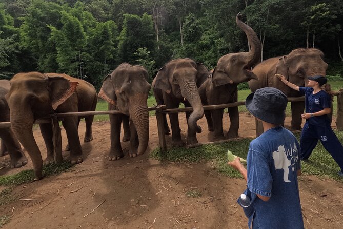 Elephant care program at CHIANGMAI ELEPHANT CARE - Feeding and watching the elephants move freely