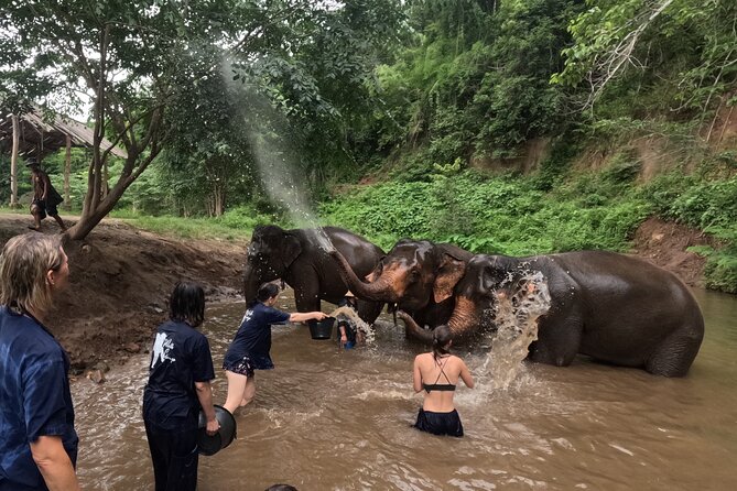 Elephant care program at CHIANGMAI ELEPHANT CARE - Water activities are not guaranteed