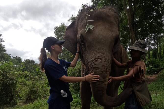 Elephant care program at CHIANGMAI ELEPHANT CARE - Lunch and the return to Chiang Mai