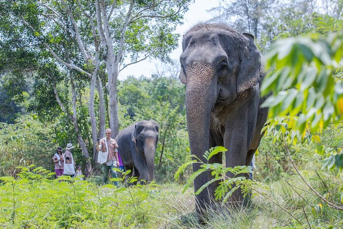 Elephant Sanctuary Small Group Tour in Phuket - A simple finish with refreshments and food
