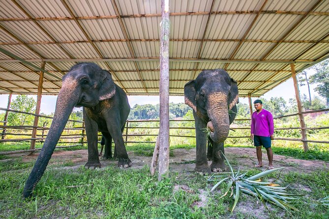 Elephant Sanctuary Small Group Tour in Phuket - Is the $97.83 price good value?