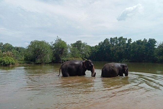 Elephant Sanctuary Small Group Tour in Phuket - The short ride from Phuket hotels