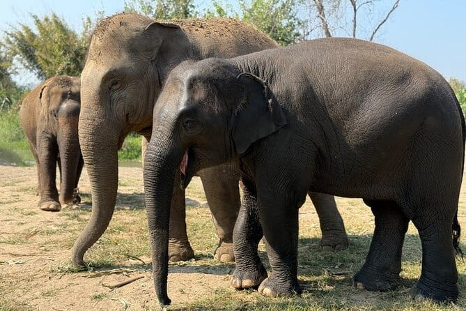 Elephant Sanctuary, Wat Ban Den & Sticky Waterfall - Why this three-stop day works