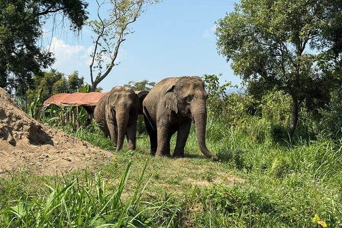Elephant Sanctuary, Wat Ban Den & Sticky Waterfall - Wat Ban Den and its blue-roofed Lanna style