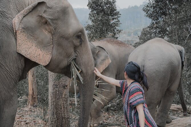 Elephant Sanctuary + Waterfall + Bamboo Rafting One Day Trip - At Mae Wang Elephant Camp