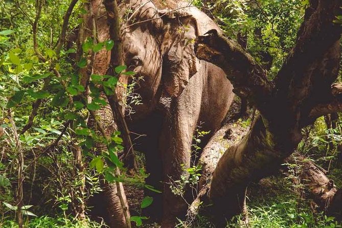 Erawan Waterfall and Elephant Care: Private Tour to Kanchanabur - Tham Kra Sae Bridge and the Buddha cave