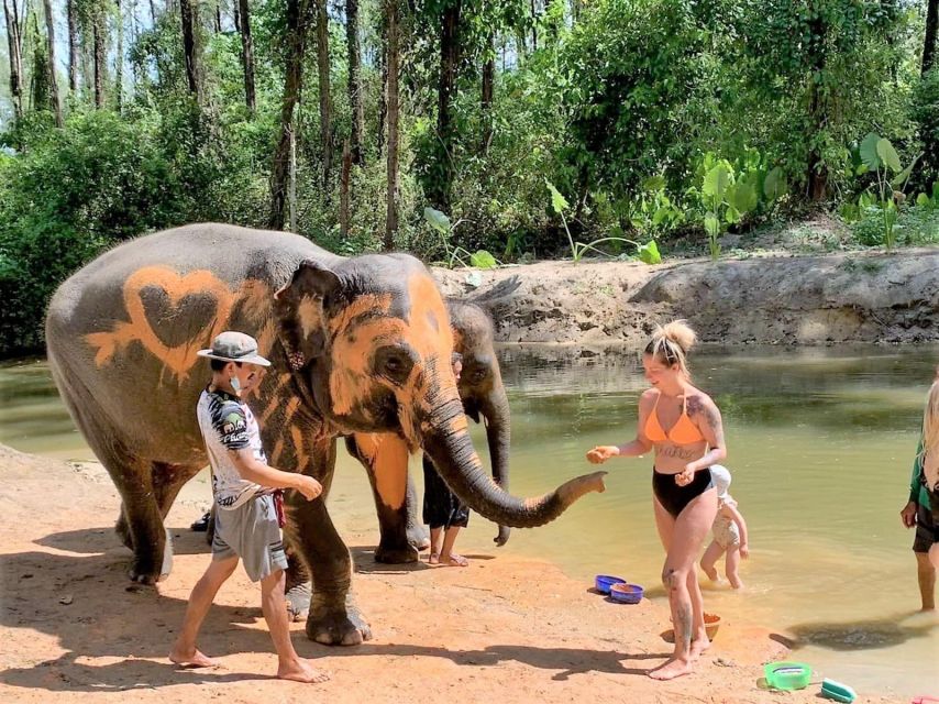 Ethical Elephant Sanctuary Experience in Khao Lak - Start with the story behind domestic elephants
