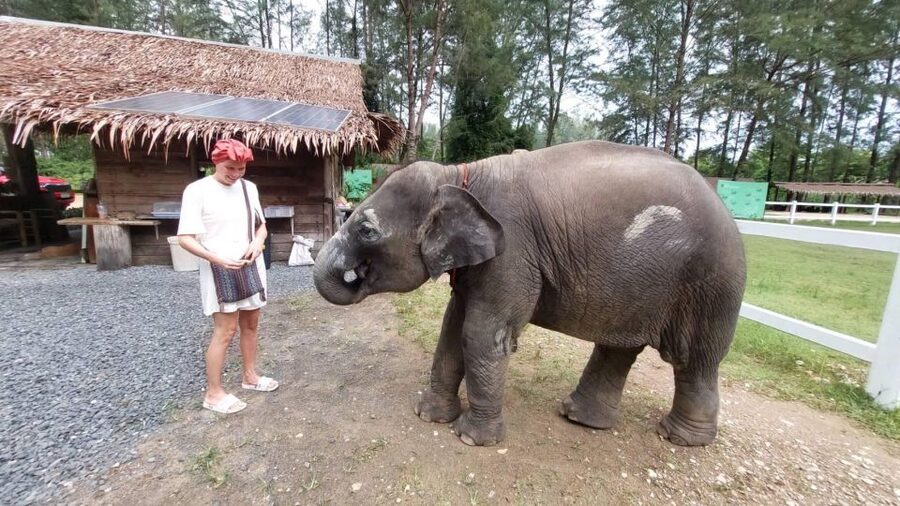 Ethical Elephant Sanctuary Experience in Khao Lak - Making an herbal supplement for the elephants