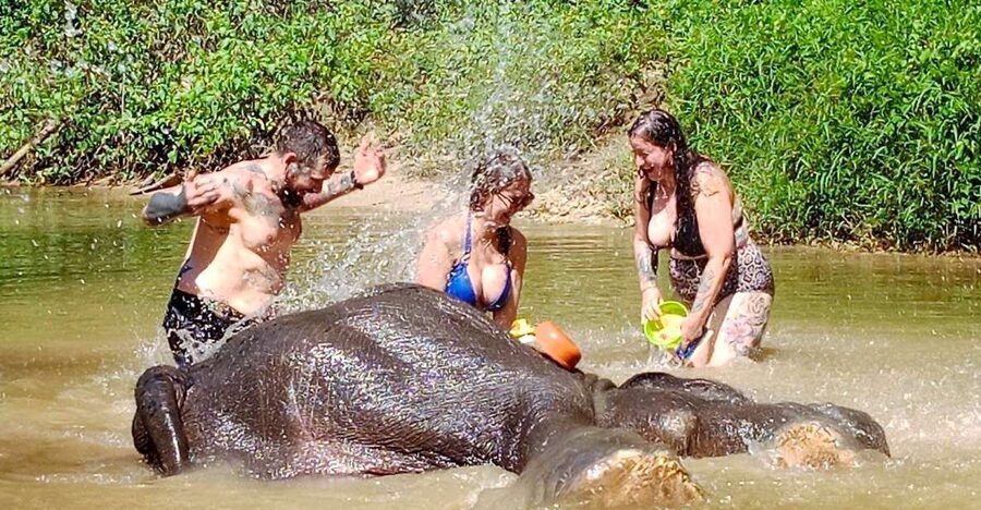 Ethical Elephant Sanctuary Experience in Khao Lak - Meeting the elephants from a respectful distance
