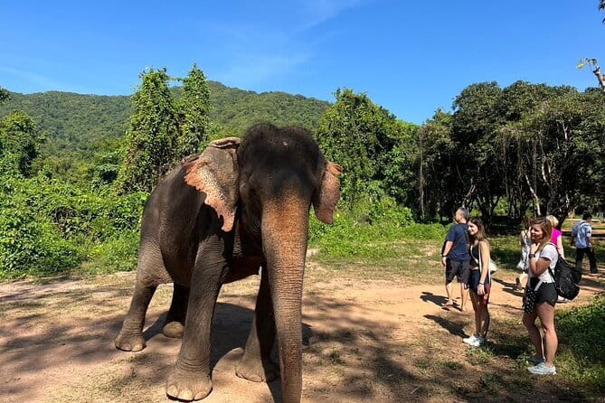 Ethical Elephant Watching Tour From Bangkok & Pattaya - Key points before you book