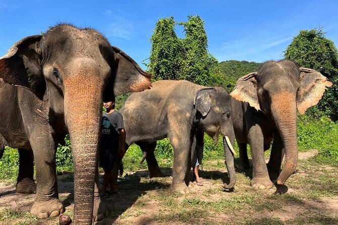 Ethical Elephant Watching Tour From Bangkok & Pattaya - Meeting elephants at Living Green Sanctuary