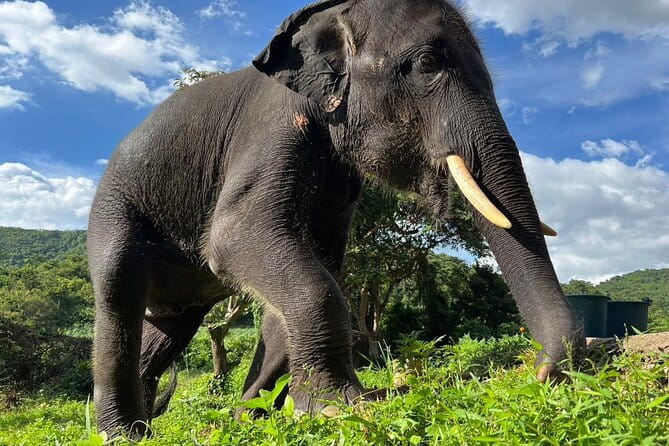 Ethical Elephant Watching Tour From Bangkok & Pattaya - What the three-hour sanctuary visit feels like