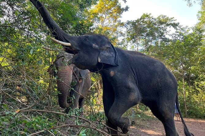 Ethical Elephant Watching Tour From Bangkok & Pattaya - Choosing Bangkok or Pattaya as your starting point