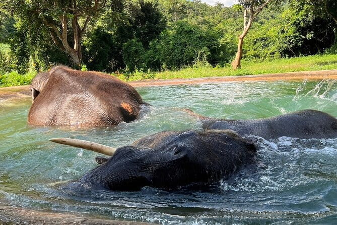 Ethical Elephant Watching Tour From Bangkok & Pattaya - Feeding, supplements, and a closer look at elephant care