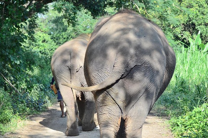 Experience Elephant Sanctuary + Sticky Waterfall - Why the elephants are the real reason to book