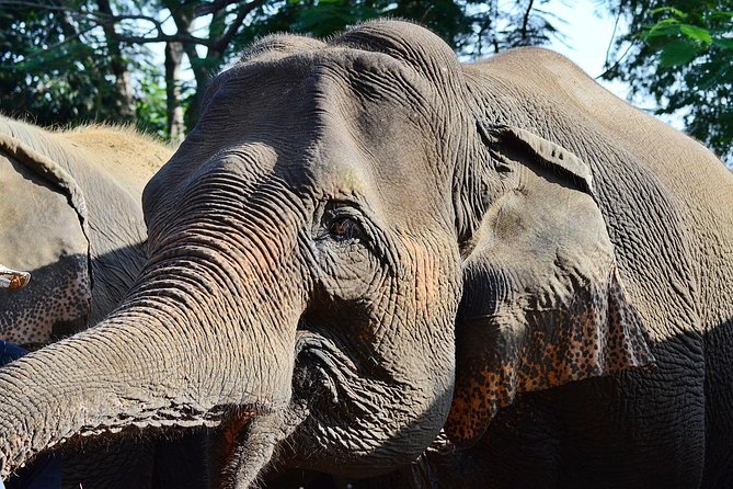 Experience Elephant Sanctuary + Sticky Waterfall - From Chiang Mai to the sanctuary