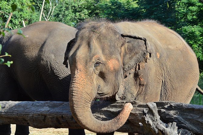 Experience Elephant Sanctuary + Sticky Waterfall - Lunch with a view of the sanctuary