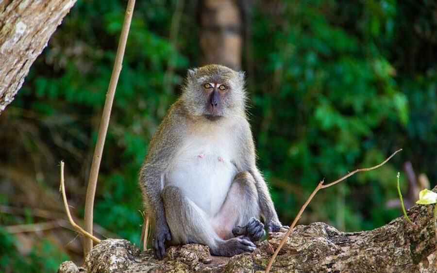 From Ao Nang: Phi Phi Islands Day Tour by Boat with Lunch - What the $51 price really buys you