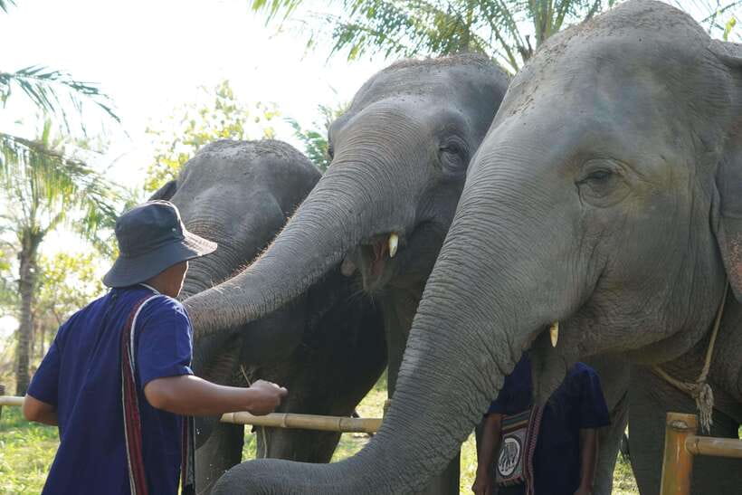 From Bangkok: Living Green Elephant Sanctuary Day Trip - The 1.5-hour ride from Bangkok