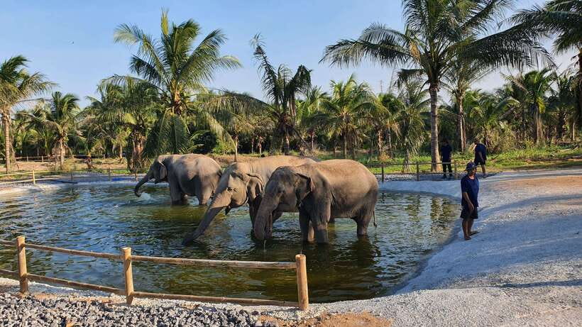 From Bangkok: Living Green Elephant Sanctuary Day Trip - The conservation message behind the visit