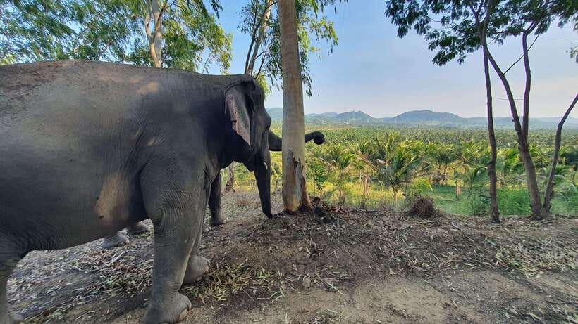 From Bangkok: Living Green Elephant Sanctuary Day Trip - Who will enjoy this day most