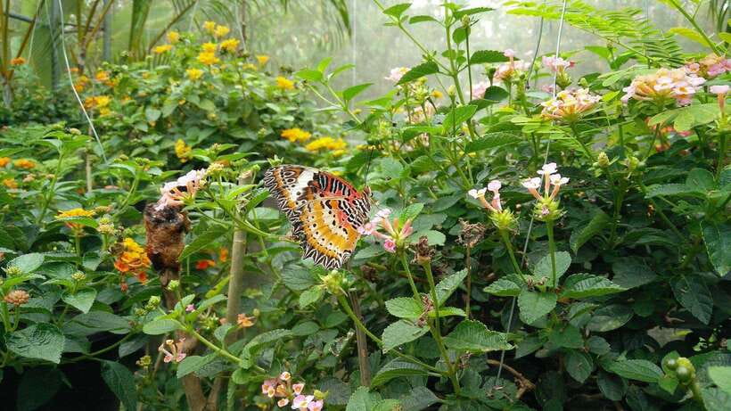 From Chiang Mai: Chiang Dao Cave & 5 Hill Tribe Villages - What to expect from the schedule