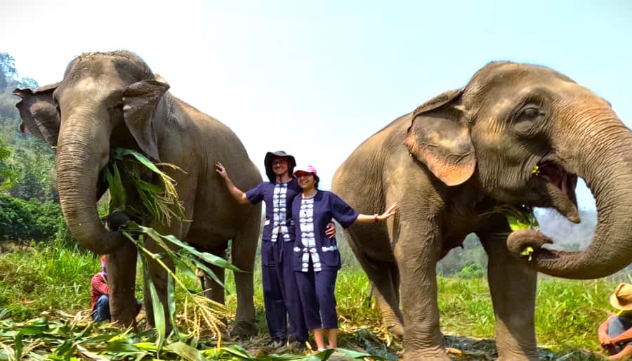 From Chiang Mai: Chiang Mai Elephant Care Morning Program - Why this Chiang Mai elephant program feels different