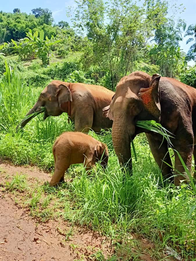From Chiang Mai: Chiang Mai Elephant Care Morning Program - Walking, watching, and letting the elephants set the pace