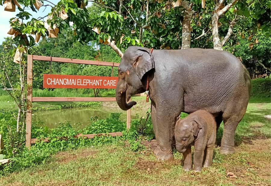 From Chiang Mai: Chiang Mai Elephant Care Morning Program - River bathing without forcing the elephants