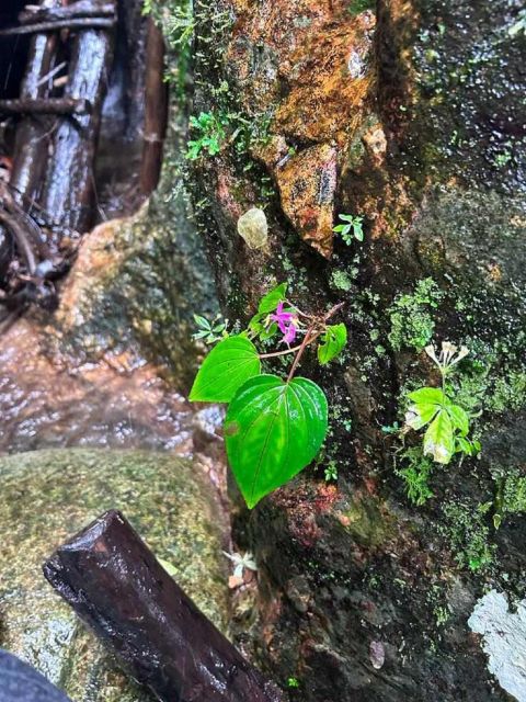 From Chiang Mai: Doi Saket Hiking Tour with Lunch - Who should book this hike?
