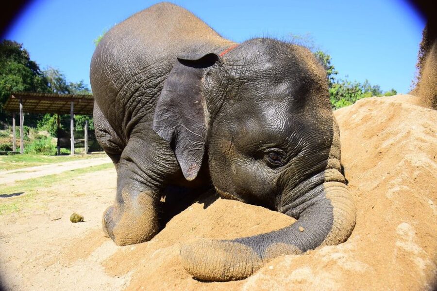 From Chiang Mai: Elephant Care Program and Nursery Tour - Key points to know before booking