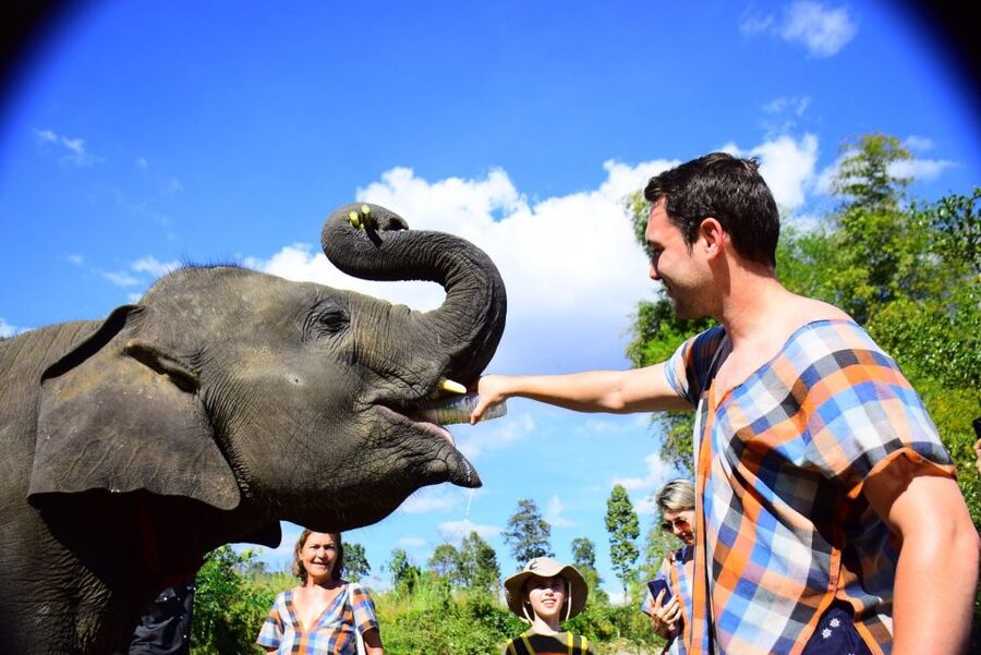 From Chiang Mai: Elephant Care Program and Nursery Tour - Feeding time and homemade medicine balls