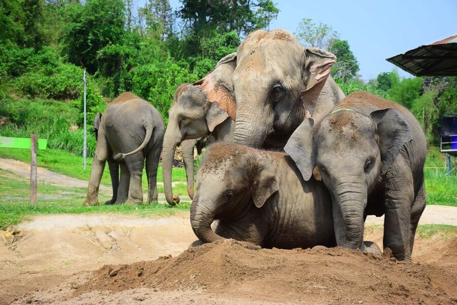 From Chiang Mai: Elephant Care Program and Nursery Tour - Lunch after the mud, with time to dry off
