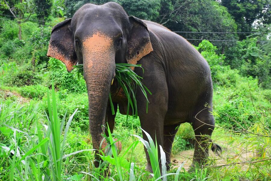 From Chiang Mai: Elephant Care Program and Nursery Tour - Changing clothes and meeting the elephants