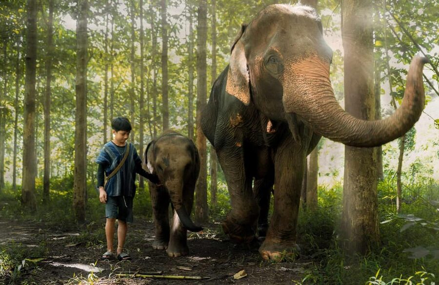 From Chiang Mai: Kerchor Eco Elephant Park Tour - Key points at a glance