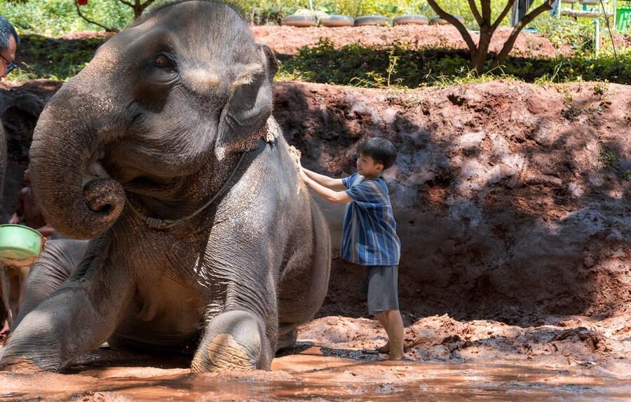 From Chiang Mai: Kerchor Eco Elephant Park Tour - Who will enjoy this tour most?