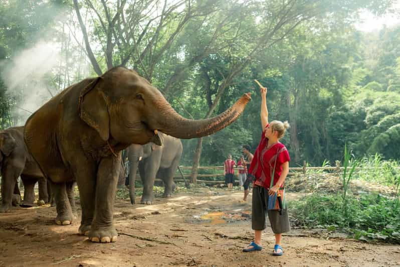 From Chiang Mai: Kerchor Eco Elephant Park Tour - What your five-and-a-half-hour day looks like