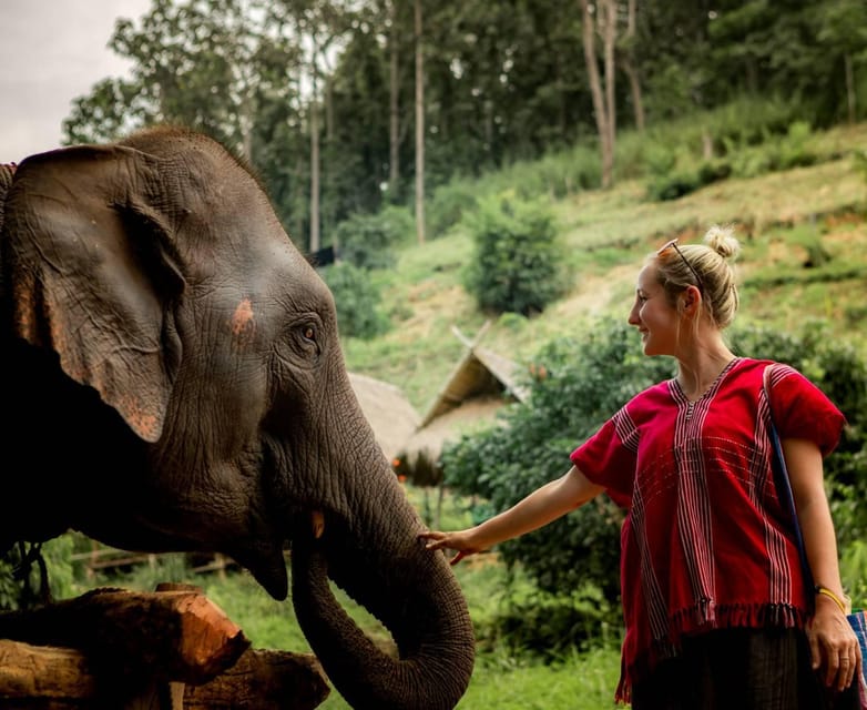 From Chiang Mai: Kerchor Eco Elephant Park Tour - Feeding elephants and meeting the babies