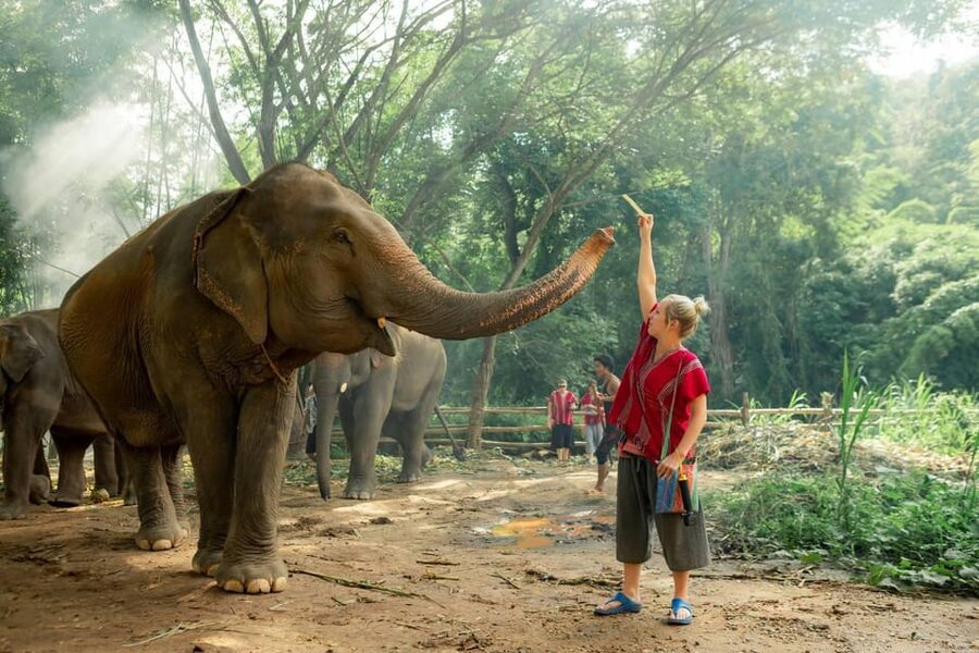 From Chiang Mai: Kerchor Eco Elephant Park Tour - Walking beside the elephants