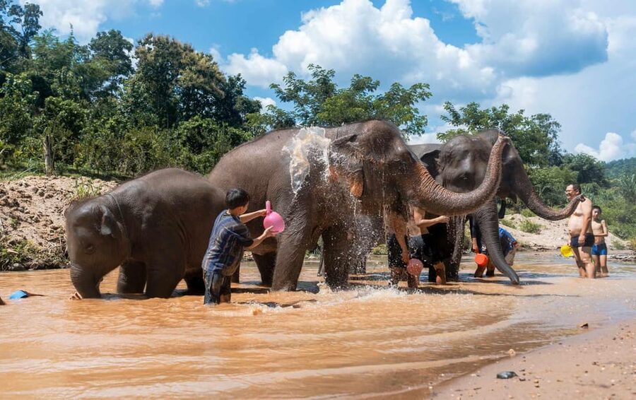 From Chiang Mai: Kerchor Eco Elephant Park Tour - Mud, water, and the elephant bath