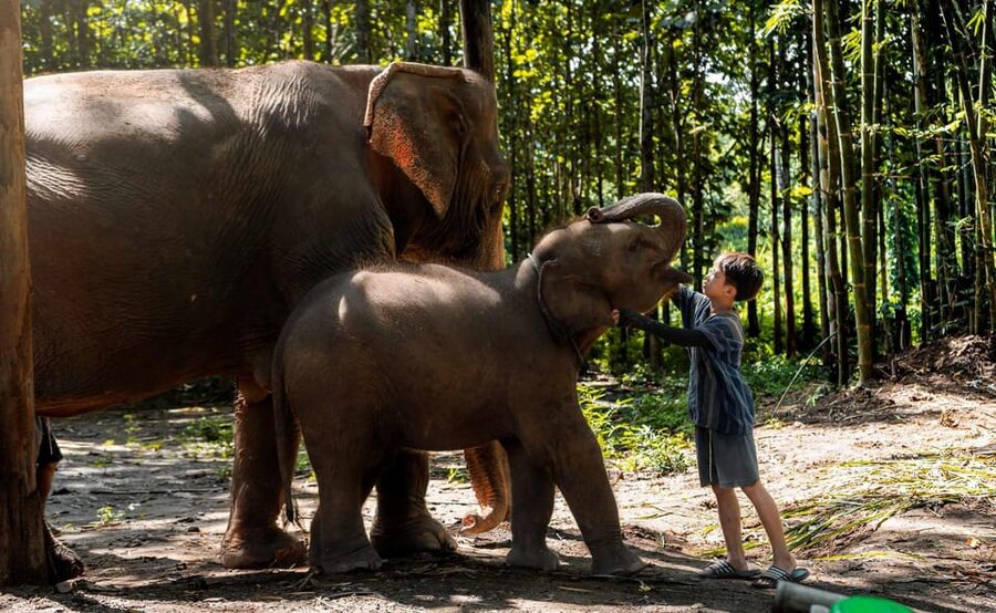 From Chiang Mai: Kerchor Eco Elephant Park Tour - Lunch in the park