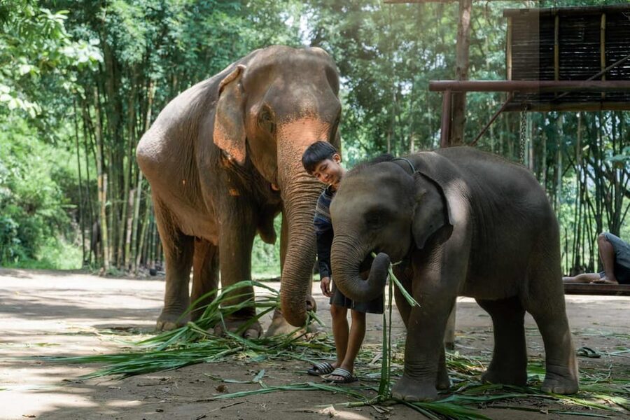 From Chiang Mai: Kerchor Eco Elephant Park Tour - Price, timing, and overall value